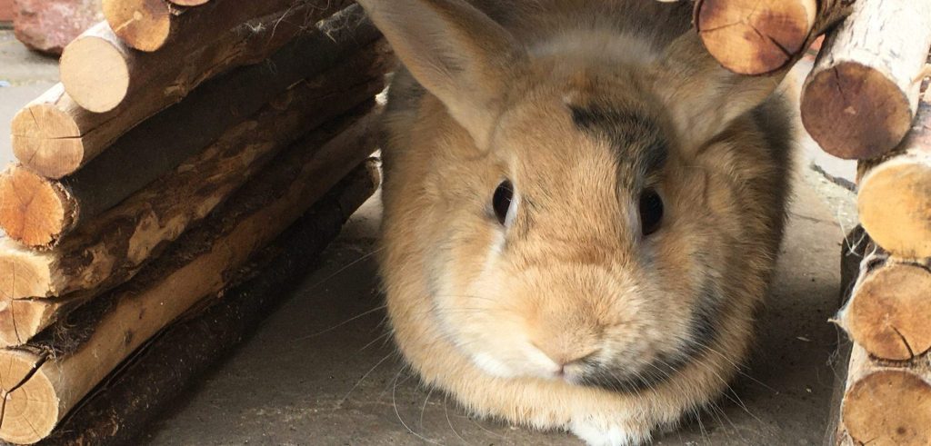 habitat lapin